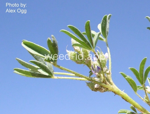 lupine, low